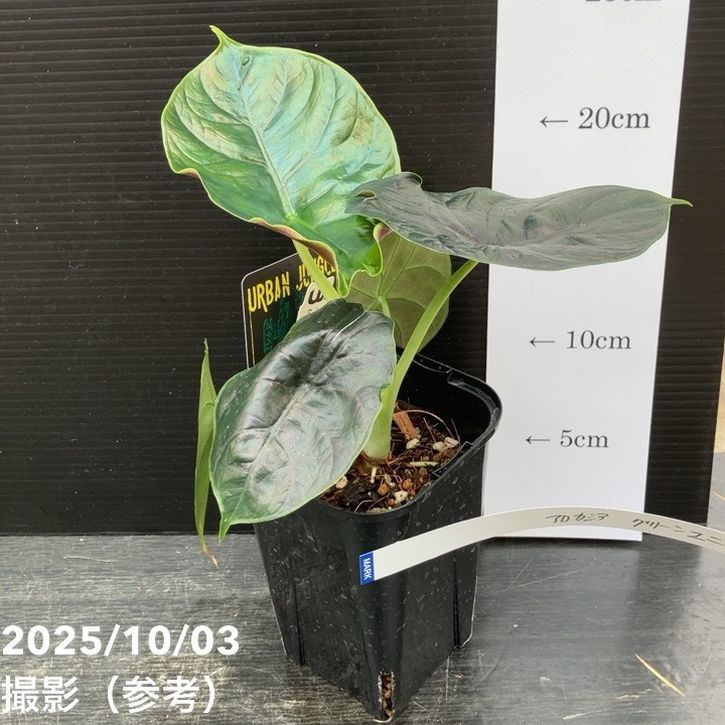 【期間限定10%OFF!】【現品お届け】アロカシア グリーンユニコーン Alocasia cv Green Unicon 3.5号(2)|観葉10-TU