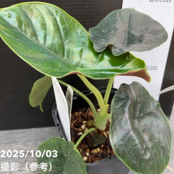 【期間限定10%OFF!】【現品お届け】アロカシア グリーンユニコーン Alocasia cv Green Unicon 3.5号(2)|観葉10-TU