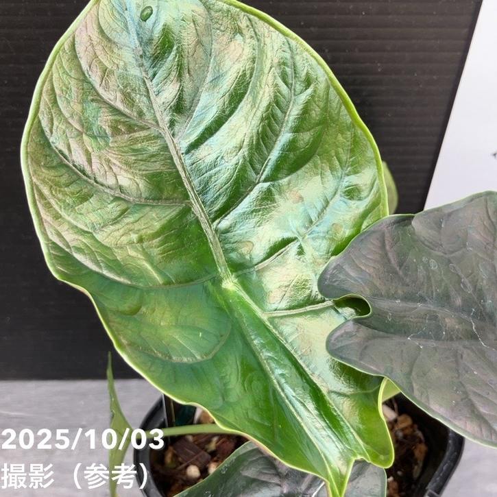 【期間限定10%OFF!】【現品お届け】アロカシア グリーンユニコーン Alocasia cv Green Unicon 3.5号(2)|観葉10-TU