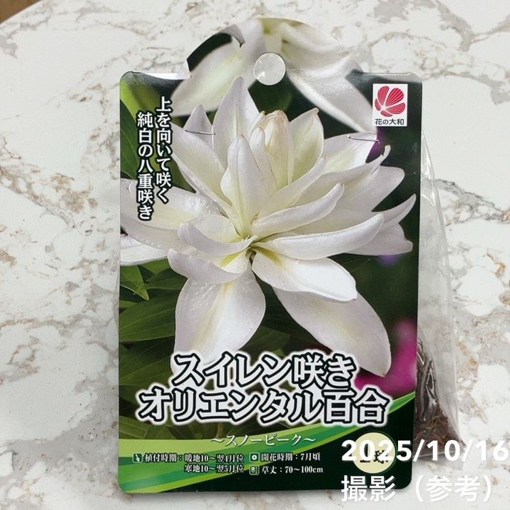 スイレン咲 オリエンタル百合 1球入り×2袋セット｜球根04-PA | タネ