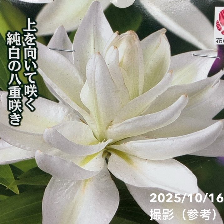 スイレン咲 オリエンタル百合 1球入り×2袋セット｜球根04-PA | タネ