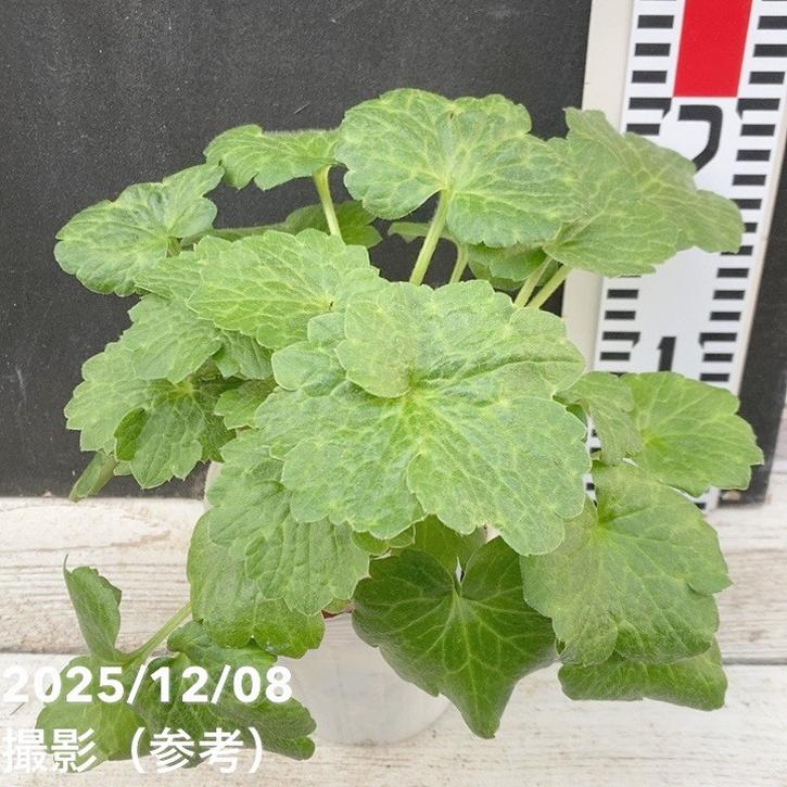 ラナンキュラス ランドセルシリーズ 3.5号 サラセレネ ジャシンタ