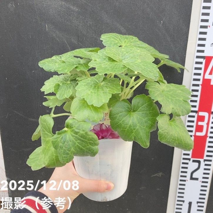 ラナンキュラス ランドセルシリーズ 3.5号 サラセレネ ジャシンタ