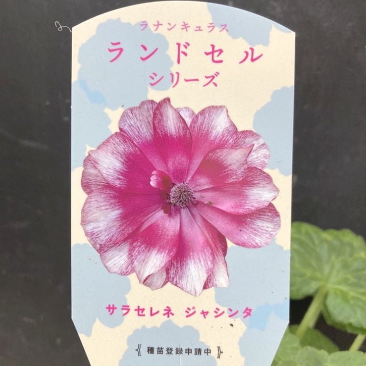 ④　ラナンキュラス　ラックス　ランドセルシリーズ ラナンキュラス 「ラックス」シリーズ 「ランドセル」シリーズ 入荷