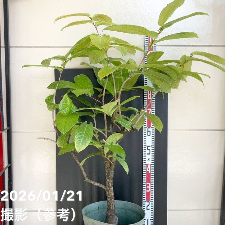 現品お届け】椿 ツバキ 9号 キバナノカイドウ MN14［こだわりの前田