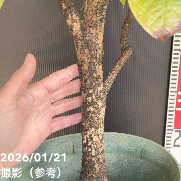 現品お届け】椿 ツバキ 9号 キバナノカイドウ MN14［こだわりの前田