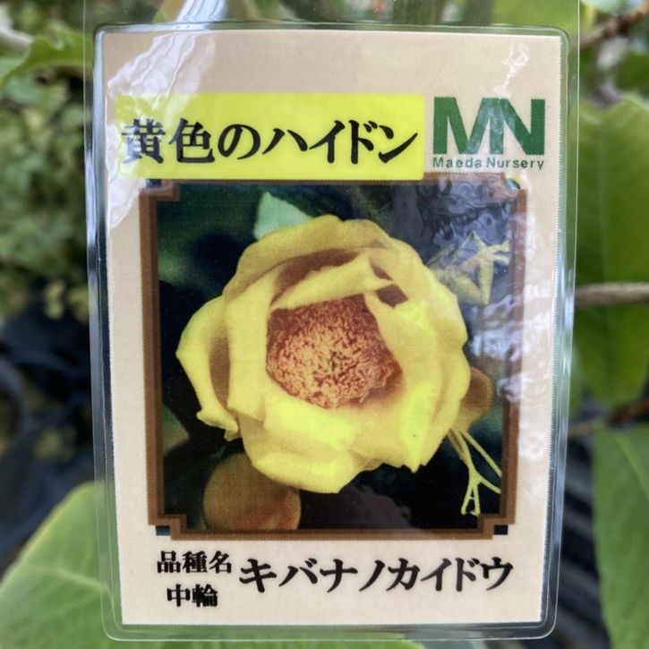 現品お届け】椿 ツバキ 9号 キバナノカイドウ MN14［こだわりの前田