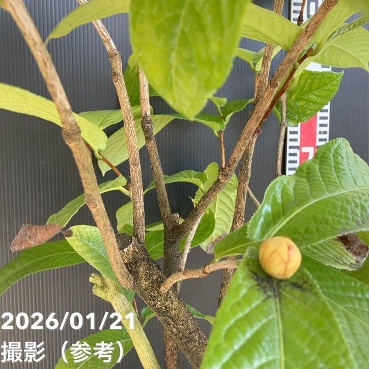 現品お届け】椿 ツバキ 9号 キバナノカイドウ MN14［こだわりの前田