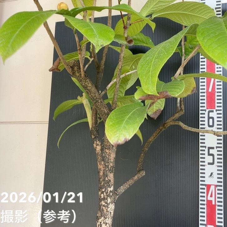 現品お届け】椿 ツバキ 9号 キバナノカイドウ MN14［こだわりの前田