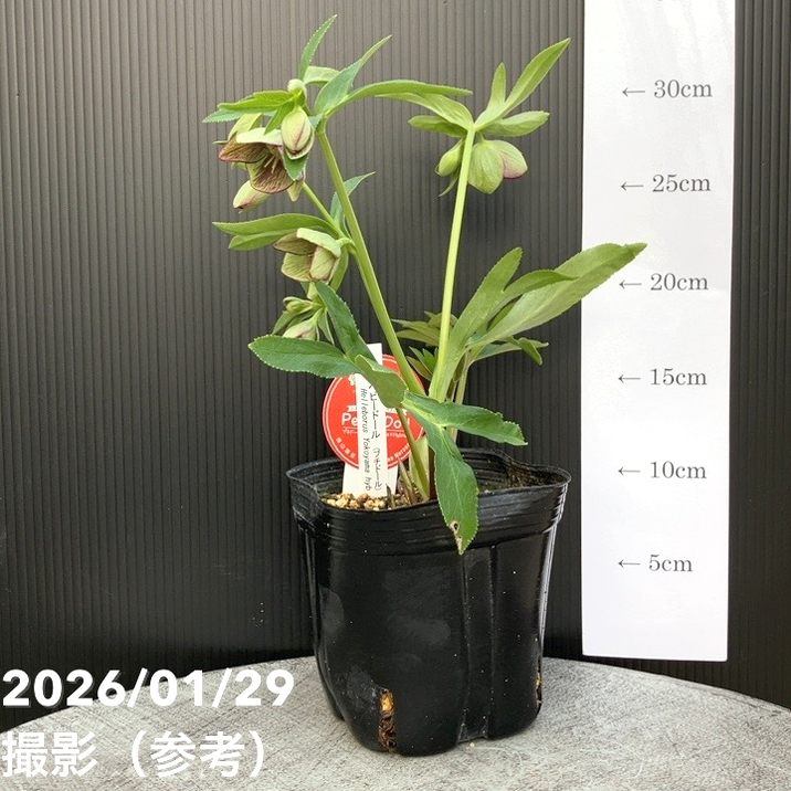 一点物】横山園芸 クリスマスローズ ベビードール（プチドール） 4.5号