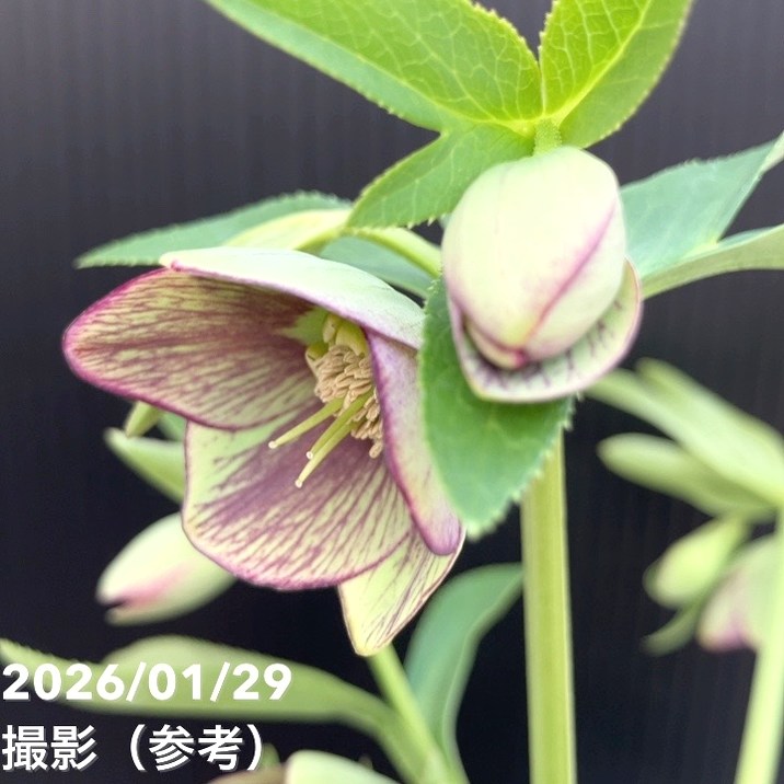 一点物】横山園芸 クリスマスローズ ベビードール（プチドール） 4.5号