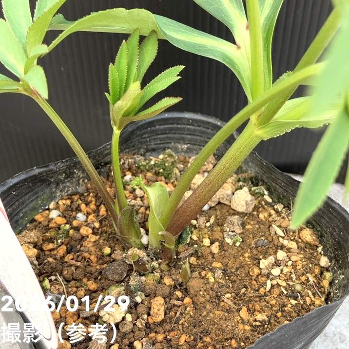 一点物】横山園芸 クリスマスローズ ベビードール（プチドール） 4.5号