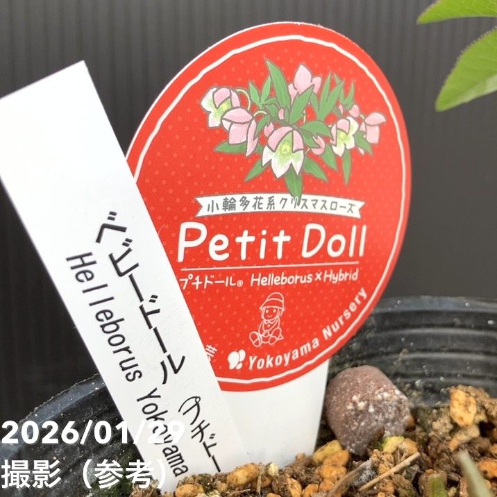 一点物】横山園芸 クリスマスローズ ベビードール（プチドール） 4.5号