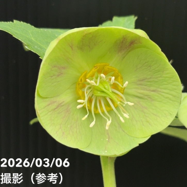 一点物】大和園 クリスマスローズ 4.5号（YA8）｜山野04-PA | 草花