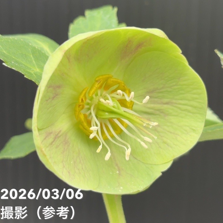 一点物】大和園 クリスマスローズ 4.5号（YA8）｜山野04-PA | 草花