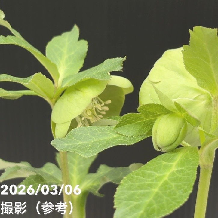 一点物】大和園 クリスマスローズ 4.5号（YA8）｜山野04-PA | 草花