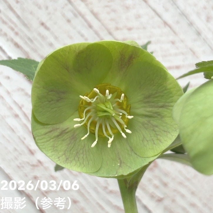 一点物】大和園 クリスマスローズ 4.5号（YA8）｜山野04-PA | 草花