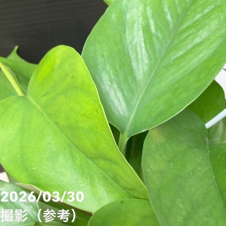 ポトス テルノ ミッドナイト 5号吊り鉢｜観葉04-PA | 観葉・多肉