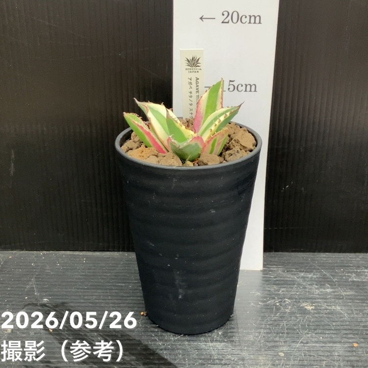アガベ 3.5号 スナグルトゥース｜観葉10-TU | 観葉・多肉,アガベ