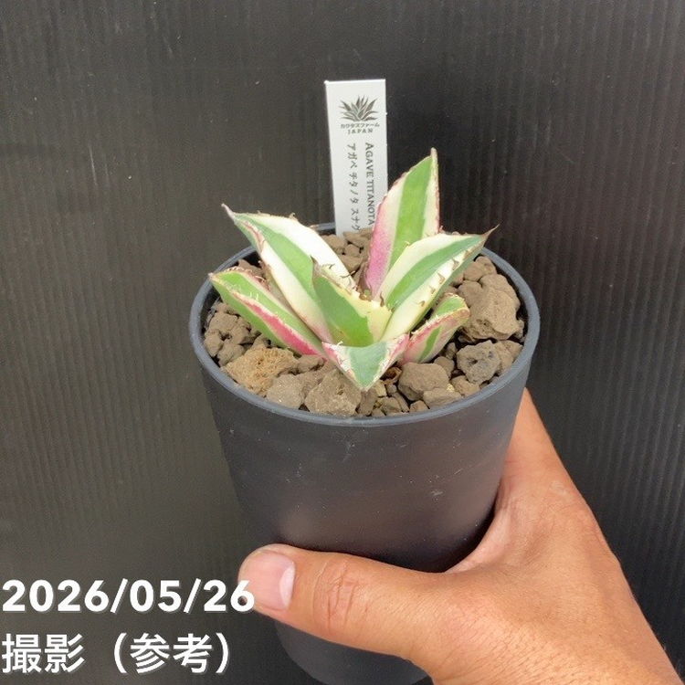 アガベ 3.5号 スナグルトゥース｜観葉10-TU | 観葉・多肉,アガベ