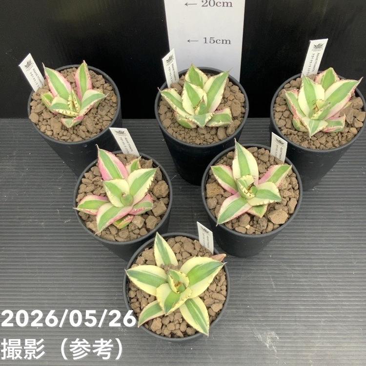 アガベ 3.5号 スナグルトゥース｜観葉10-TU | 観葉・多肉,アガベ