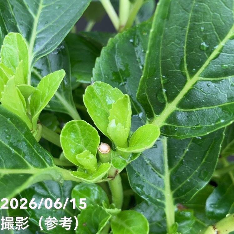 アジサイ 星あつめ（ブルー）7号｜花木10-TU | 花木・庭木,アジサイ類