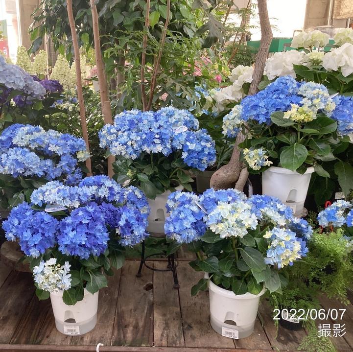 アジサイ 星あつめ（ブルー）7号｜花木10-TU | 花木・庭木,アジサイ類