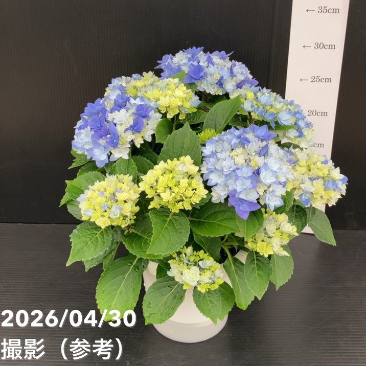 アジサイ 星あつめ（ブルー）7号｜花木10-TU | 花木・庭木,アジサイ類