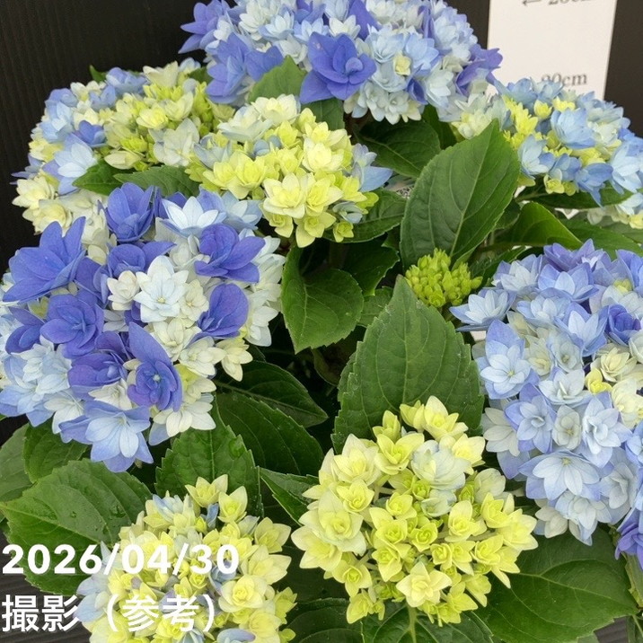 アジサイ 星あつめ（ブルー）7号｜花木10-TU | 花木・庭木,アジサイ類