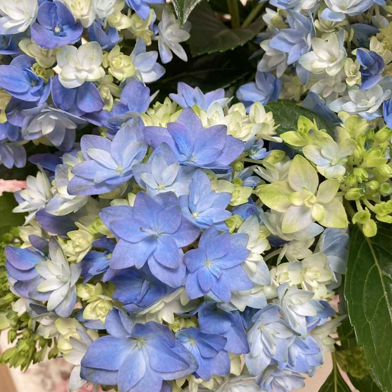 アジサイ 星あつめ（ブルー）7号｜花木10-TU | 花木・庭木,アジサイ類