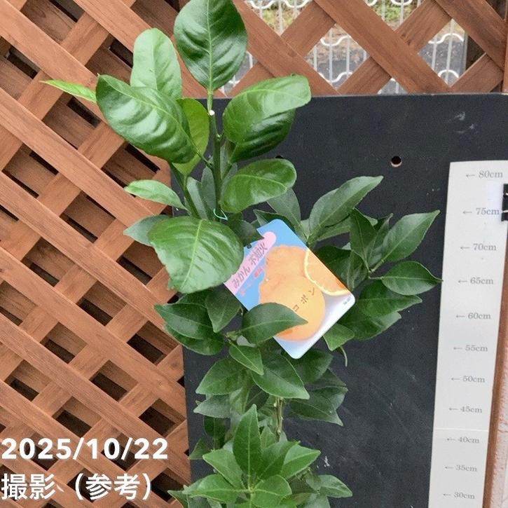 デコポン 不知火 5号ロングポット 2年生苗｜柑橘｜果樹04-PA | 果樹