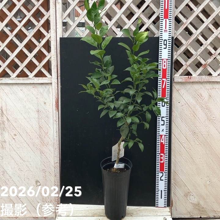 デコポン 不知火 5号ロングポット 2年生苗｜柑橘｜果樹04-PA | 果樹