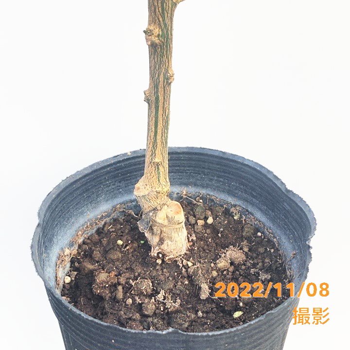 不知火 デコミカン苗木 デコポンの苗木 不知火【果樹苗 1～2年生 接木苗12～15cmポット