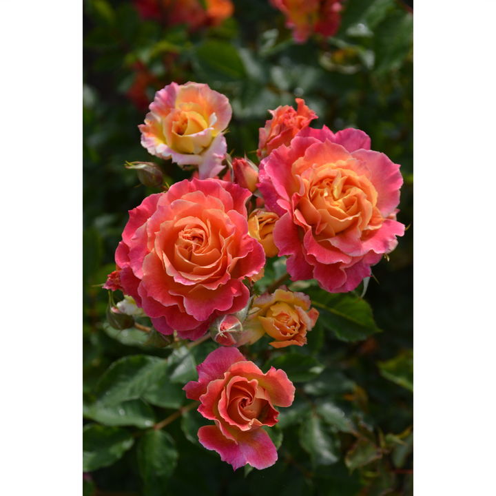 バラ大苗 シャルール 7号 ロサ・オリエンティス｜花木04-PA | 花木