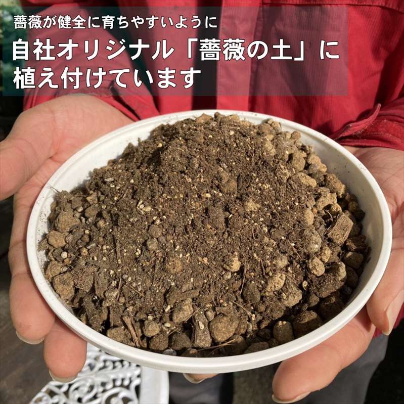 シャルール 大苗 8号スリット鉢 バラ バラ大苗 シャルール 7号 ロサ・オリエンティス|花木04-PA