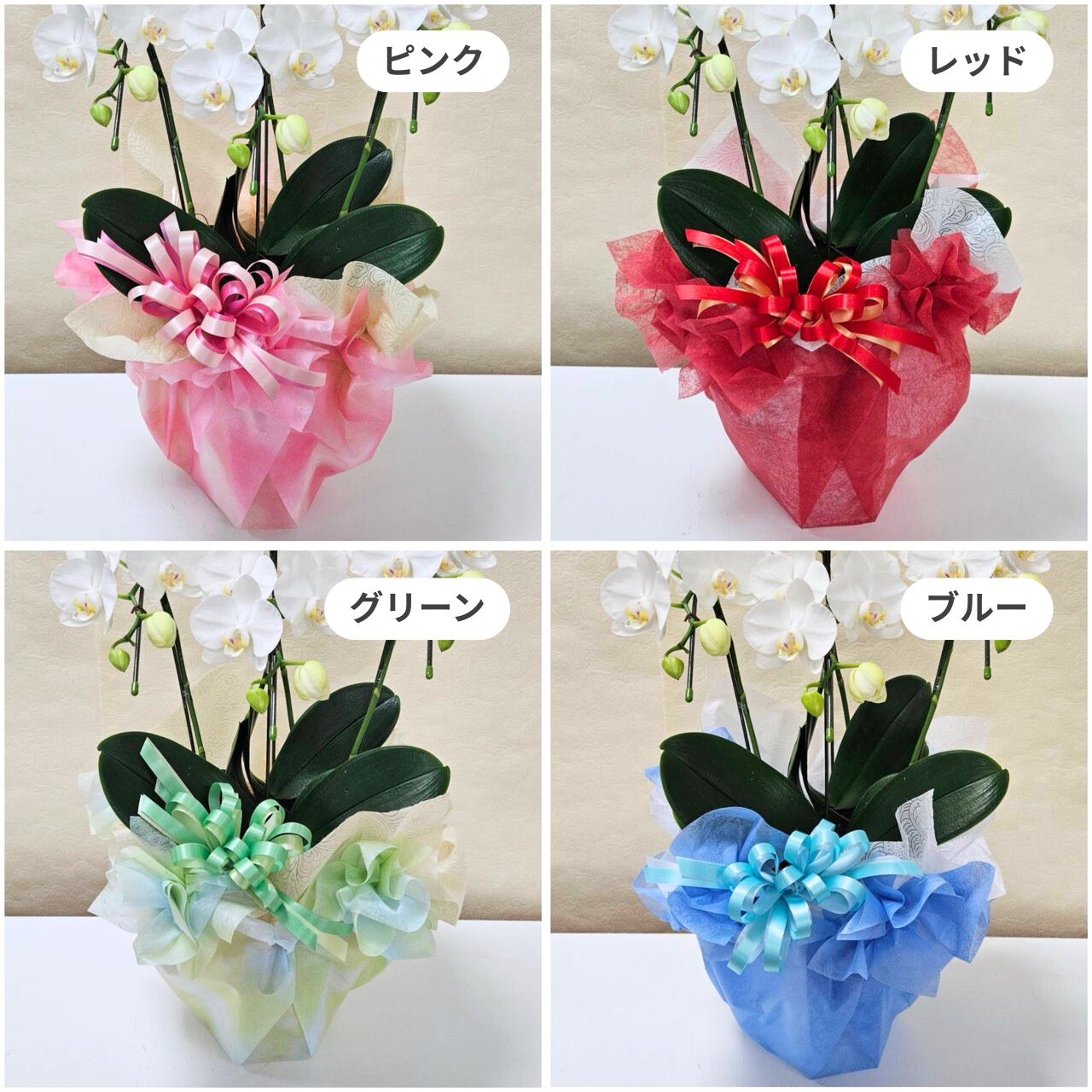 熟成胡蝶蘭（R）5本立 コチョウラン｜手作04-PA | ギフト,フラワー