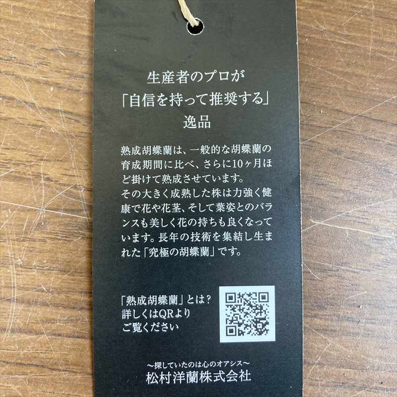 熟成胡蝶蘭（R）5本立 コチョウラン｜手作04-PA | ギフト,フラワー