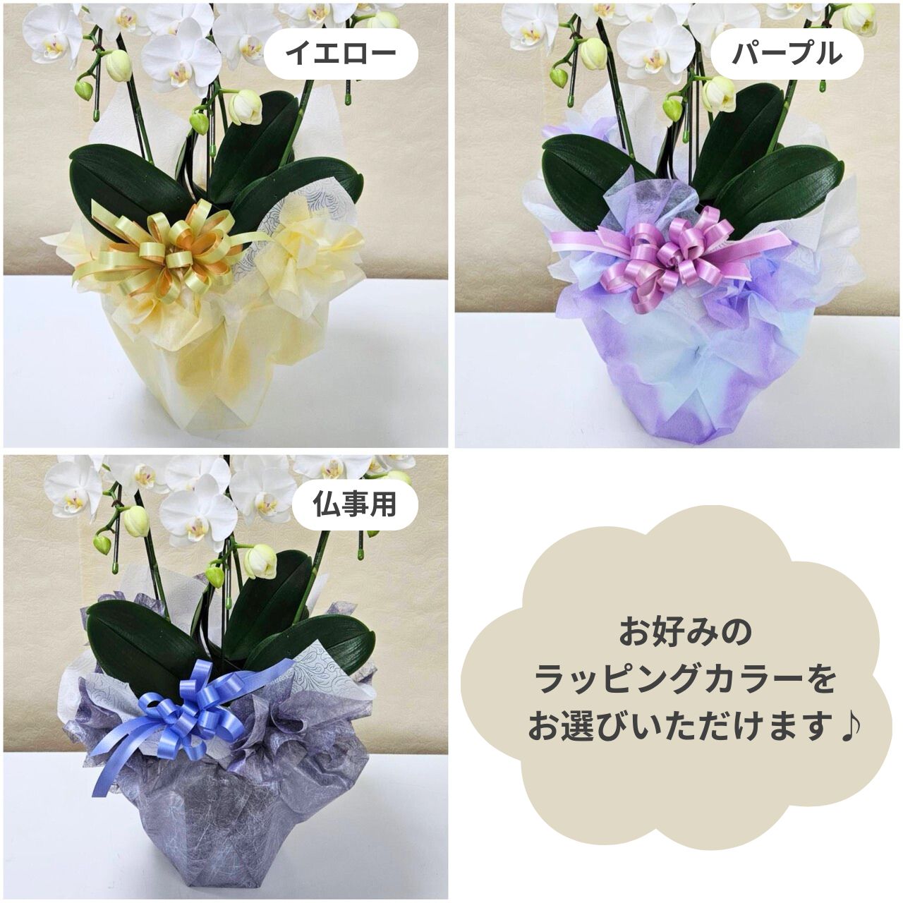 熟成胡蝶蘭（R）5本立 コチョウラン｜手作04-PA | ギフト,フラワー