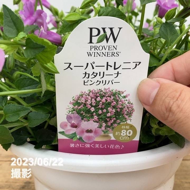 天花  取り置き ティファニー 64cm ネックレス シグネチャークロス 925 750 3867