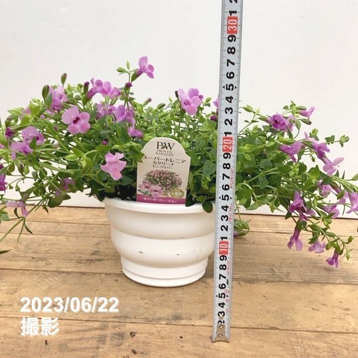 天花  取り置き お取り置き 27日まて取り置き 27日まて取り置き 1/6 Kamen Rider