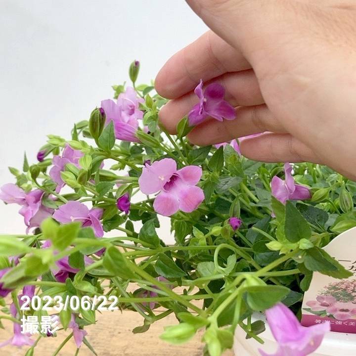 数量限定】大株！PW スーパートレニア カタリーナ ピンクリバー 6号