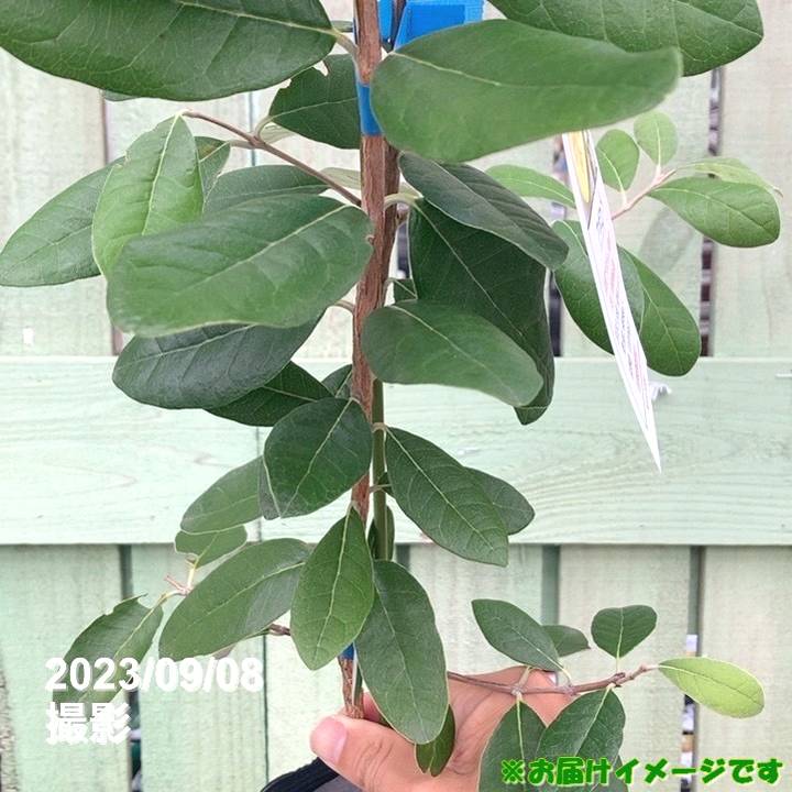 フェイジョア　トライアンフ ⑤ フェイジョア トライアンフ 5号｜果樹04-PA | 果樹 | 赤塚植物園