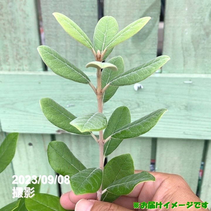 フェイジョア トライアンフ 5号｜果樹04-PA | 果樹 | 赤塚植物園