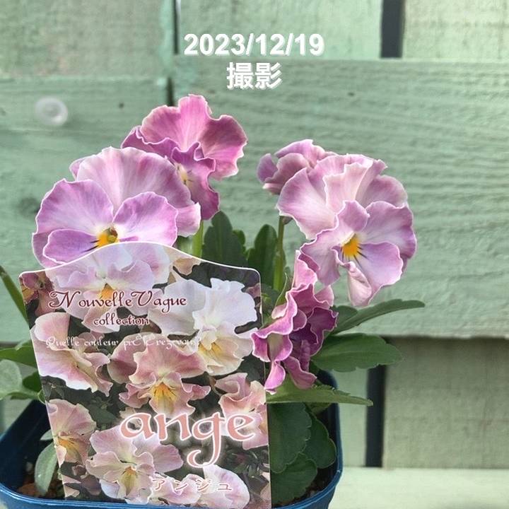 ビオラ ヌーヴェルヴァーグ アンジュ 3.5号×3株セット｜草花04-PA