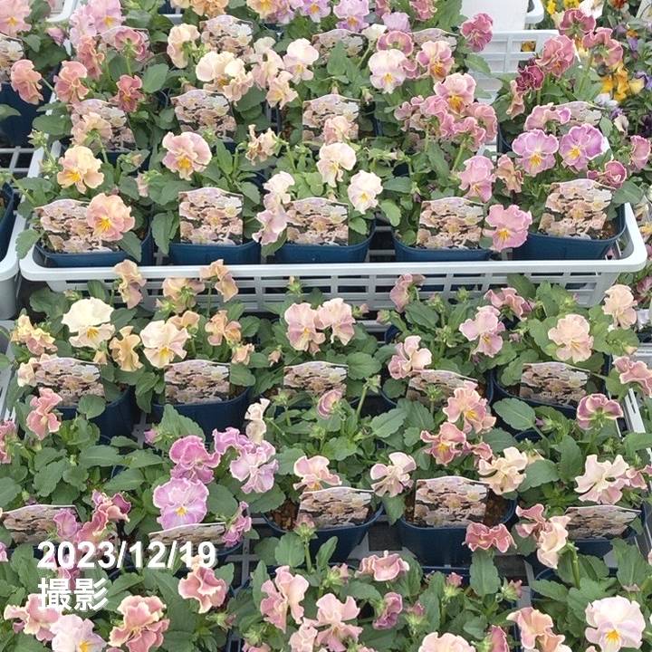 ビオラ ヌーヴェルヴァーグ アンジュ 3.5号×3株セット｜草花04-PA