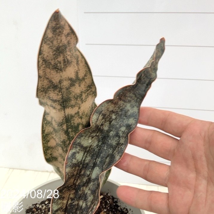 期間限定10％OFF！】【現品お届け】サンスベリア 5号 コパトーン 白