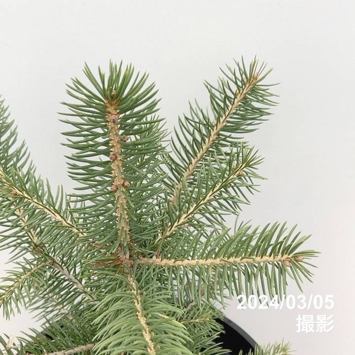 ピセア・プンゲンス スーパーブルーシードリング 7号｜観葉04-PA