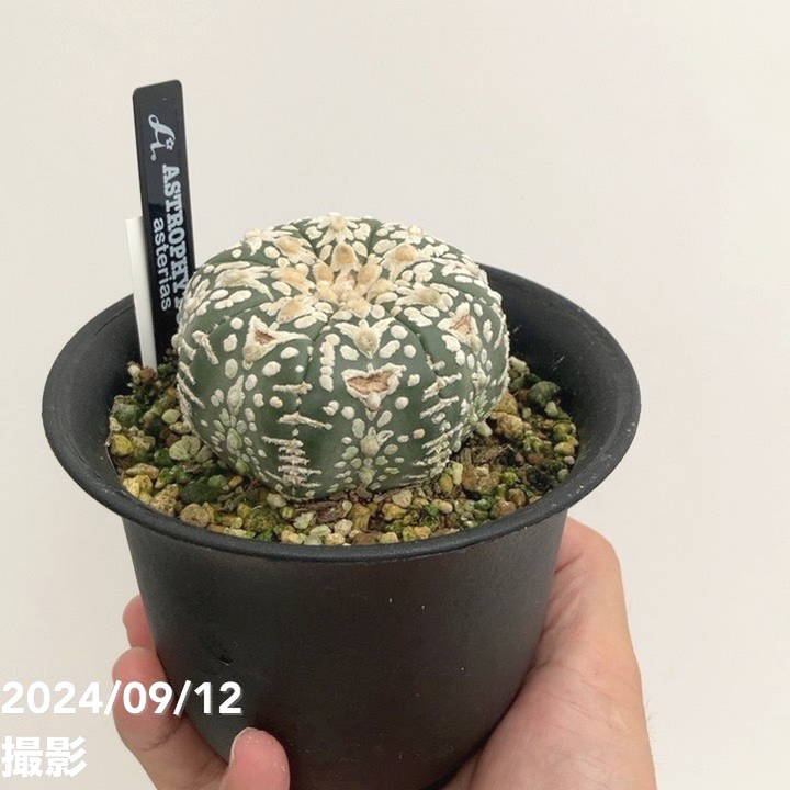 現品お届け】アストロフィツム スーパーカブト 4号（6）｜観葉01-D1