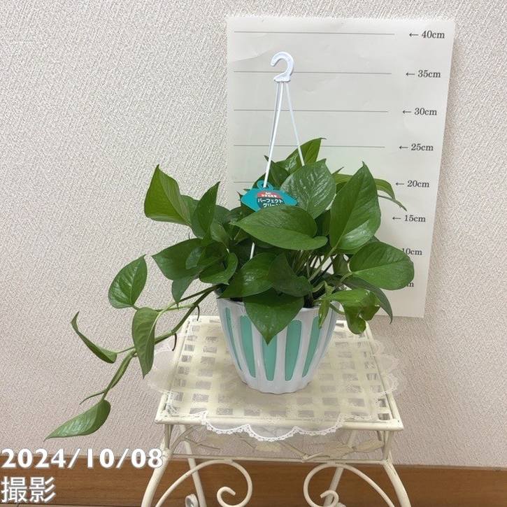 ポトス パーフェクトグリーン 5号 吊り鉢仕様｜観葉04-PA | 観葉・多肉
