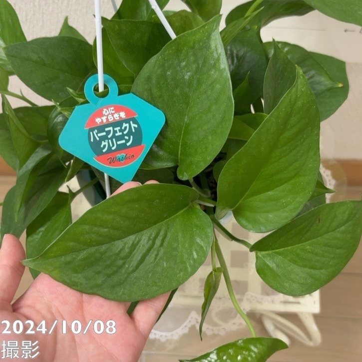 ポトス パーフェクトグリーン 5号 吊り鉢仕様｜観葉04-PA | 観葉・多肉